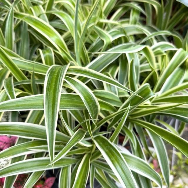 《花田多肉》🌵【吊蘭】 3吋盆 觀葉植物/室內植物/園藝/盆栽