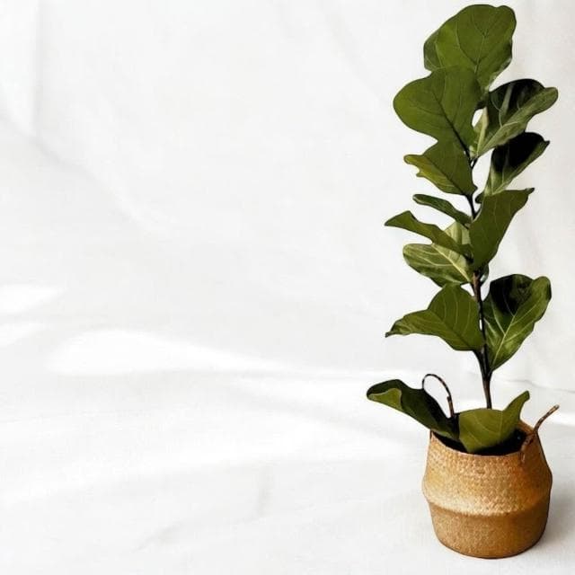 琴葉榕 大葉琴葉榕八吋水泥盆 開幕送禮 室內植物 觀葉植物 開幕盆栽 室內盆栽 盆栽植物  園藝 發財樹盆栽 龜背芋盆栽