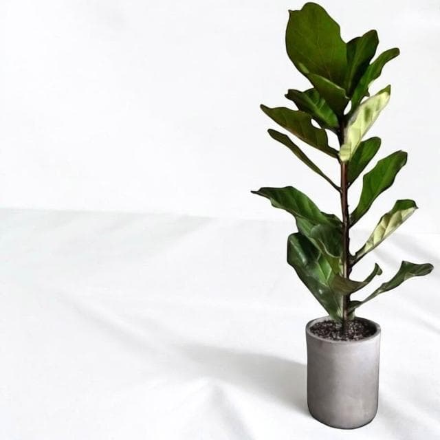 琴葉榕 大葉琴葉榕八吋水泥盆 開幕送禮 室內植物 觀葉植物 開幕盆栽 室內盆栽 盆栽植物  園藝 發財樹盆栽 龜背芋盆栽