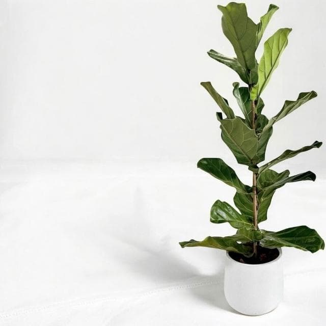 琴葉榕 大葉琴葉榕八吋水泥盆 開幕送禮 室內植物 觀葉植物 開幕盆栽 室內盆栽 盆栽植物  園藝 發財樹盆栽 龜背芋盆栽