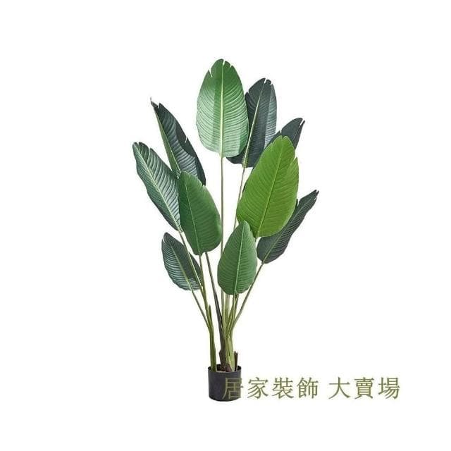 樹 龜背葉 琴葉榕 大型北歐ins風旅人蕉天堂鳥客廳落地假盆栽景植物擺件樹