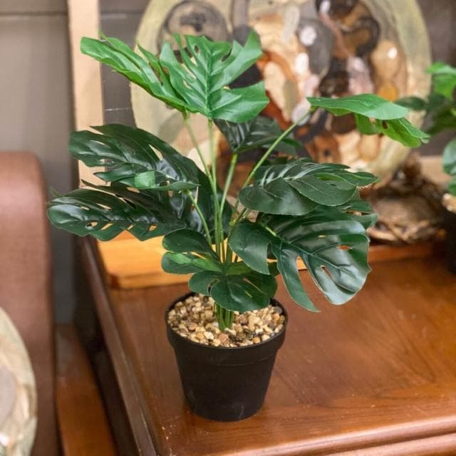 龜背葉 仿真植物 假盆栽 龜背芋 室內植物 花 植物 植栽 假植物 人造植物 GXS拍照道具(仿真植物 假盆栽)