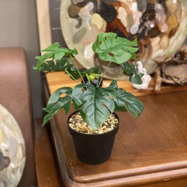 龜背葉 仿真植物 假盆栽 龜背芋 室內植物 花 植物 植栽 假植物 人造植物 GXS拍照道具(仿真植物 假盆栽)