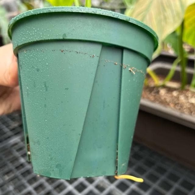 《斑啾植選》青山盆|3吋盆二入|(觀葉植物專用盆|斑葉|合果芋|龜背芋|觀音蓮|室內植物|盆栽)