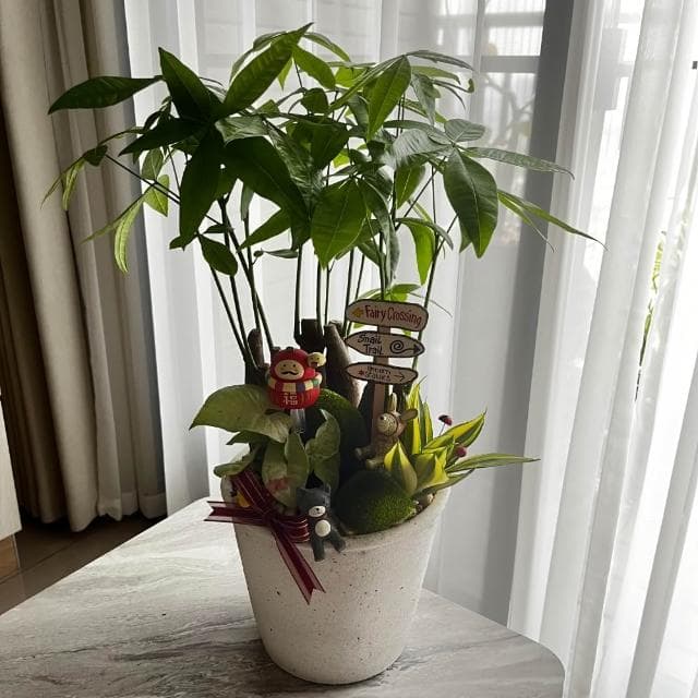 |組合盆栽|發財樹 E 款(附底盤)/觀葉植物/水泥盆盆栽/居家美化/開幕盆栽/宅配到府