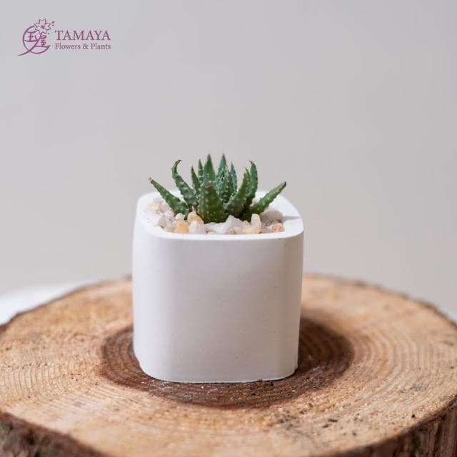 玉屋TAMAYA 迷你多肉盆栽 白水泥盆(觀葉植物 盆栽 開幕升遷 發表會 生日祝賀 告白 紀念日 畢業祝福)
