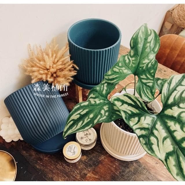 陶盆 簡約線條盆 北歐INS風 觀葉植物 水泥盆 盆器 盆栽