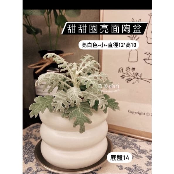 陶盆 米其林甜甜圈噴點盆 觀葉植物 水泥盆 盆器 盆栽 陶器 植栽 簡約盆 多肉盆