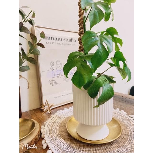 陶盆 米其林甜甜圈噴點盆 觀葉植物 水泥盆 盆器 盆栽 陶器 植栽 簡約盆 多肉盆