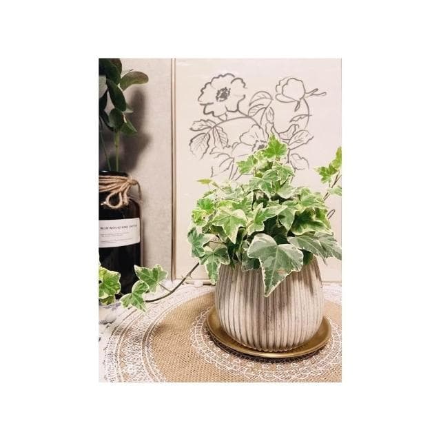 陶盆 米其林甜甜圈噴點盆 觀葉植物 水泥盆 盆器 盆栽 陶器 植栽 簡約盆 多肉盆