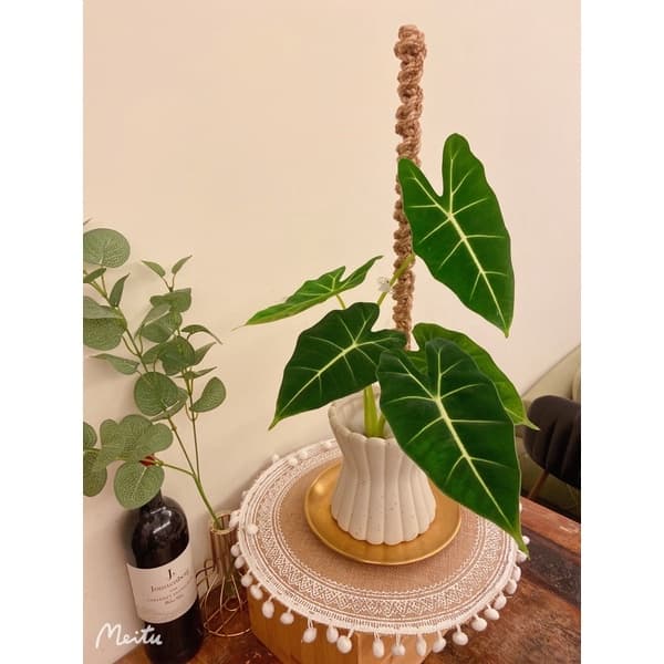 陶盆 米其林甜甜圈噴點盆 觀葉植物 水泥盆 盆器 盆栽 陶器 植栽 簡約盆 多肉盆