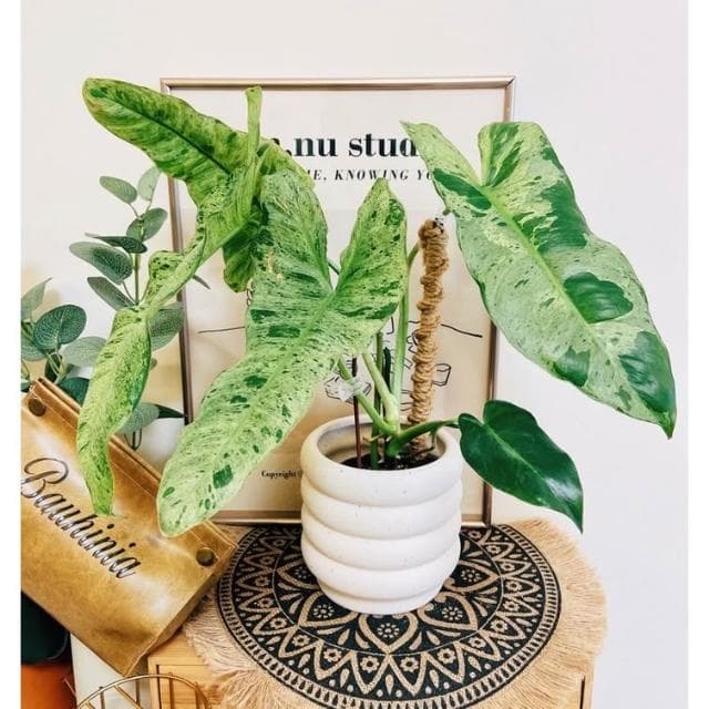 陶盆 米其林甜甜圈噴點盆 觀葉植物 水泥盆 盆器 盆栽 陶器 植栽 簡約盆 多肉盆