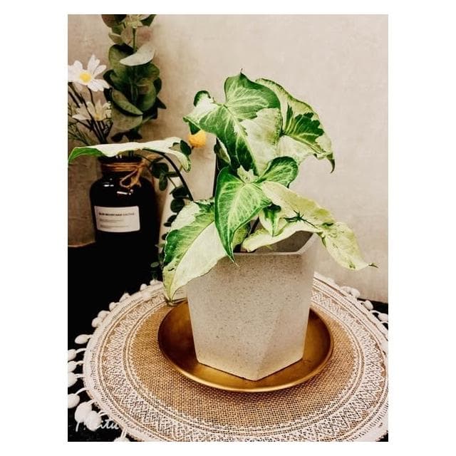 陶盆 米其林甜甜圈噴點盆 觀葉植物 水泥盆 盆器 盆栽 陶器 植栽 簡約盆 多肉盆