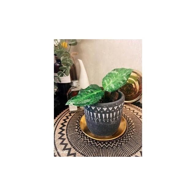 陶盆 米其林甜甜圈噴點盆 觀葉植物 水泥盆 盆器 盆栽 陶器 植栽 簡約盆 多肉盆