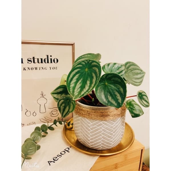 陶盆 米其林甜甜圈噴點盆 觀葉植物 水泥盆 盆器 盆栽 陶器 植栽 簡約盆 多肉盆