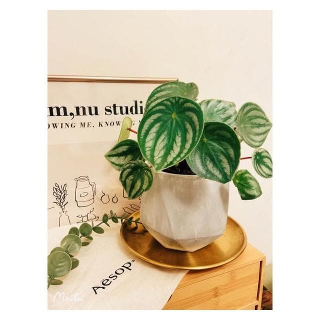 陶盆 米其林甜甜圈噴點盆 觀葉植物 水泥盆 盆器 盆栽 陶器 植栽 簡約盆 多肉盆