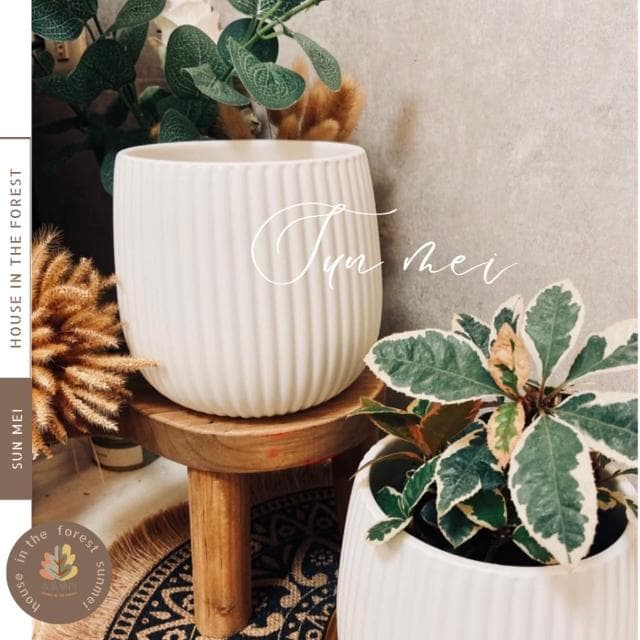 水泥盆 斑駁線條盆 立體線條盆 綠植 種植 盆栽 園藝植物 器皿