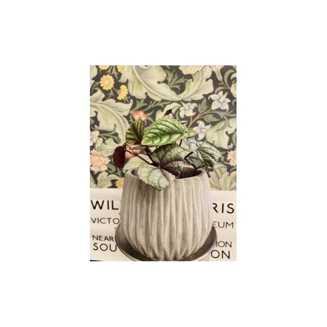 水泥盆 斑駁線條盆 立體線條盆 綠植 種植 盆栽 園藝植物 器皿