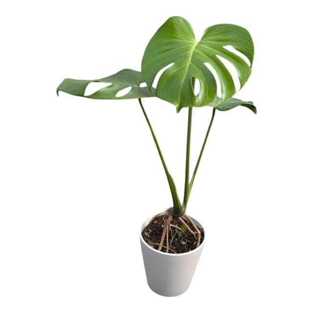 開心農元 觀葉植物 龜背芋 白色盆栽