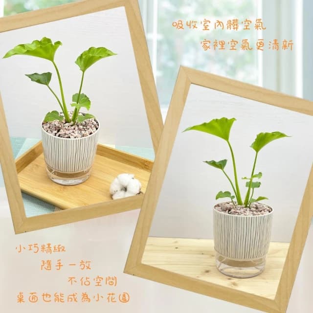 【小品文化】小天使【現貨】4吋仿瓷免澆水盆栽 室內植物 室內盆栽 懶人盆栽 水培植物 水培盆栽 室內盆栽 觀葉植物