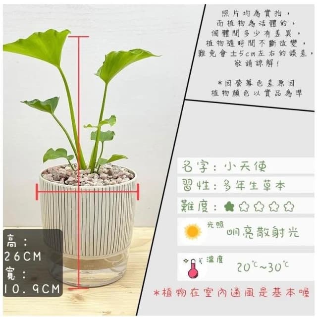 【小品文化】小天使【現貨】4吋仿瓷免澆水盆栽 室內植物 室內盆栽 懶人盆栽 水培植物 水培盆栽 室內盆栽 觀葉植物