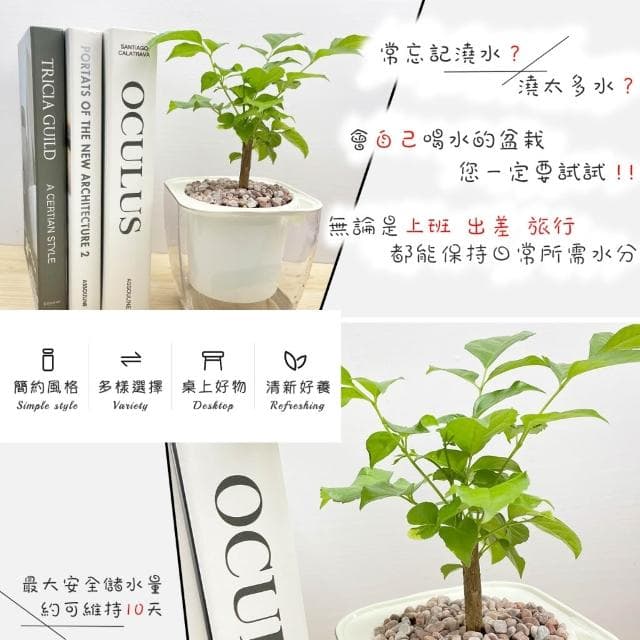 【小品文化】進財樹【現貨】4吋透明免澆水盆栽 懶人盆栽 觀葉植物 室內植物 自動吸水 創意花盆 居家辦公盆花