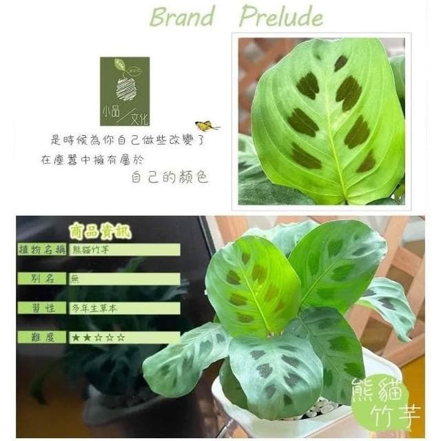 【小品文化】熊貓竹芋【現貨】4吋透明免澆水懶人盆栽 簡單好種植 觀葉植物 室內植物 自動吸水 創意花盆 居家