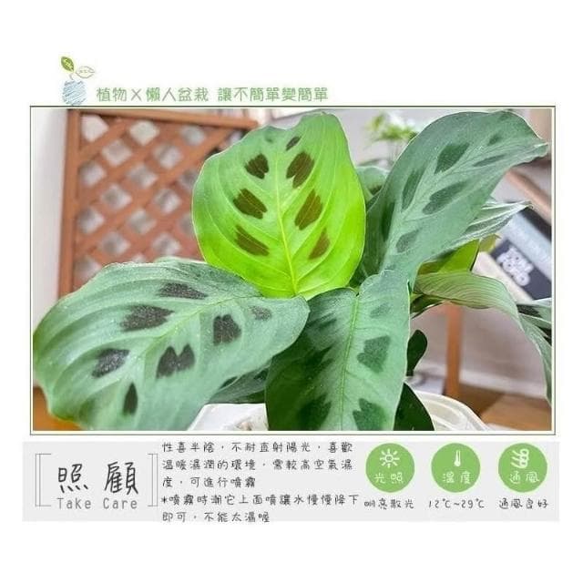 【小品文化】熊貓竹芋【現貨】4吋透明免澆水懶人盆栽 簡單好種植 觀葉植物 室內植物 自動吸水 創意花盆 居家