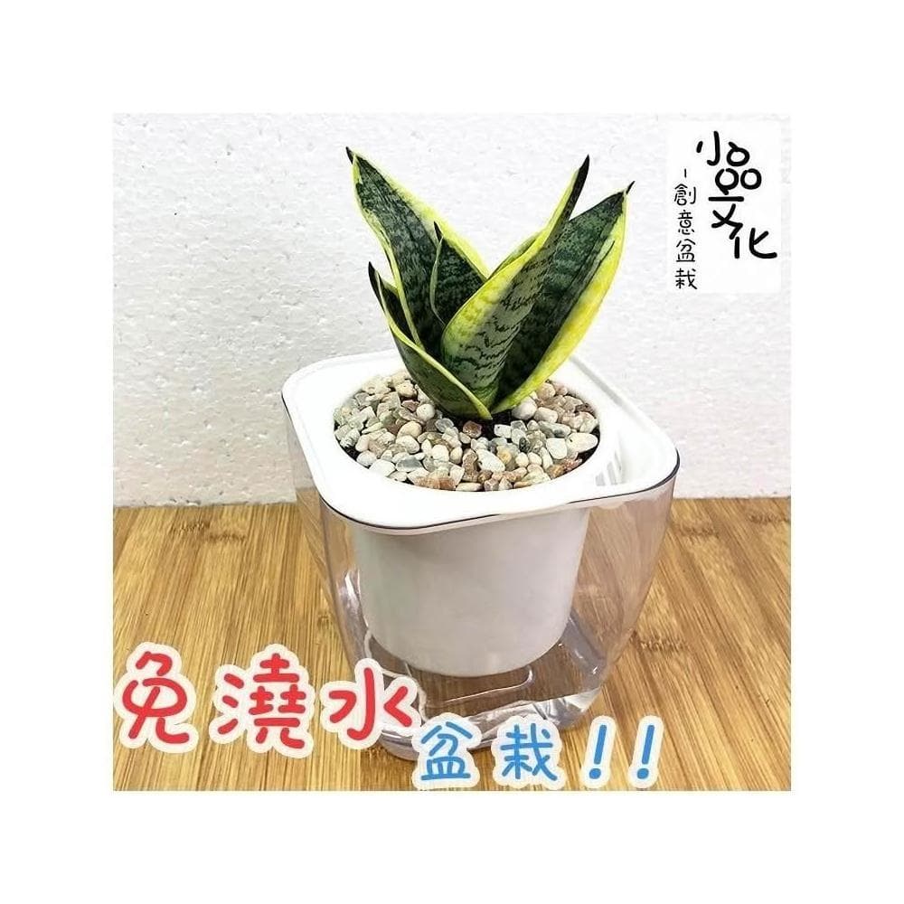 【小品文化】虎紋虎尾蘭【現貨】4吋透明免澆水盆栽 淨化空氣 觀葉植物 室內植物 懶人盆栽 創意花盆 居家辦公盆花
