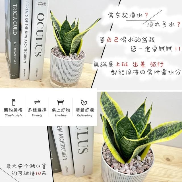 【小品文化】虎紋金邊虎尾蘭【現貨】4吋仿瓷免澆水盆栽 室內植物 室內盆栽 懶人盆栽 水培盆栽 室內盆栽 觀葉植物