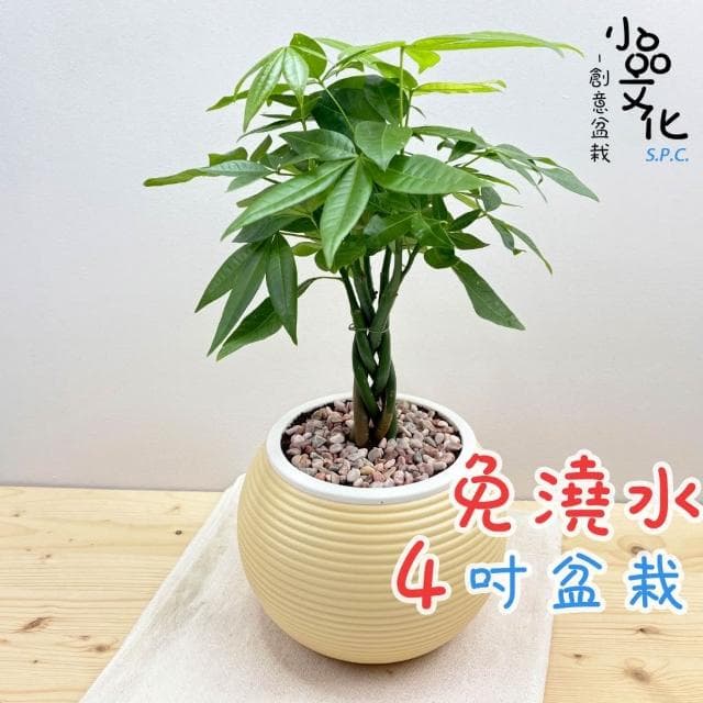 【小品文化】馬拉巴栗辮子【現貨】4吋燈籠免澆水盆栽 室內植物 室內盆栽 懶人盆栽 水培植物 水培盆栽 室內盆栽 觀葉植物