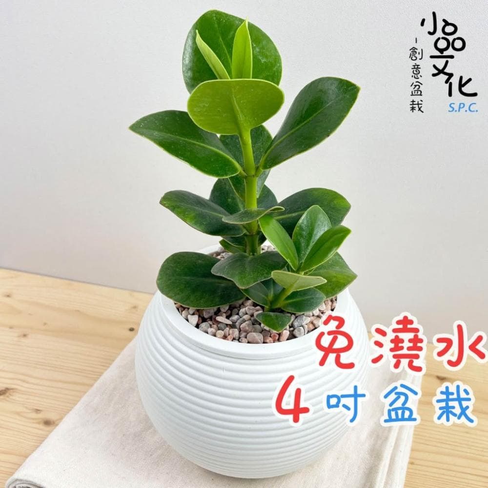 【小品文化】書帶木【現貨】4吋燈籠免澆水盆栽 室內植物 室內盆栽 懶人盆栽 水培植物 水培盆栽 室內盆栽 觀葉植物