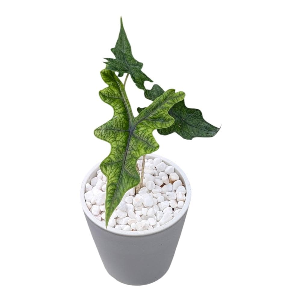 開心農元 觀葉植物 傑克林觀音蓮 白色盆栽