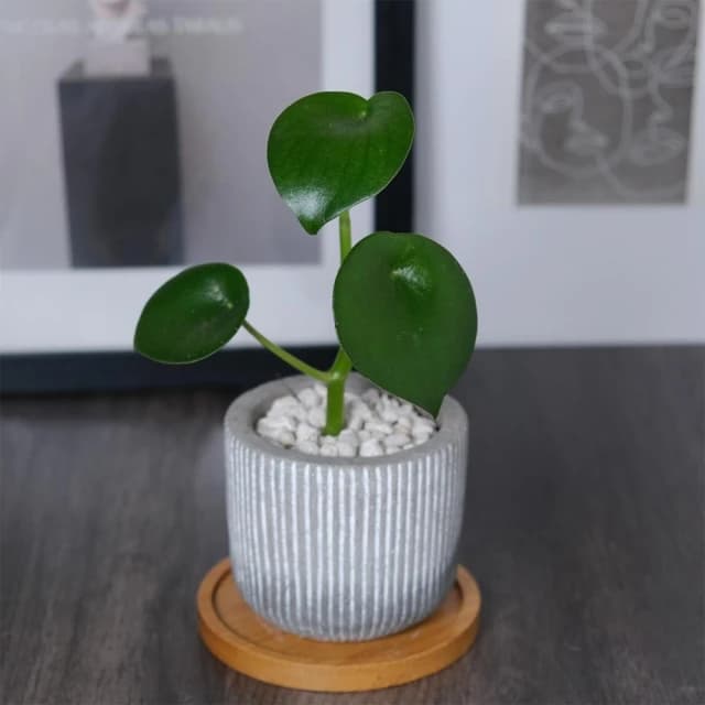 原植|植物|荷葉椒草·觀葉植物·室內植物·淨化空氣·草本植物·耐陰植物·辦公室盆栽·水泥盆