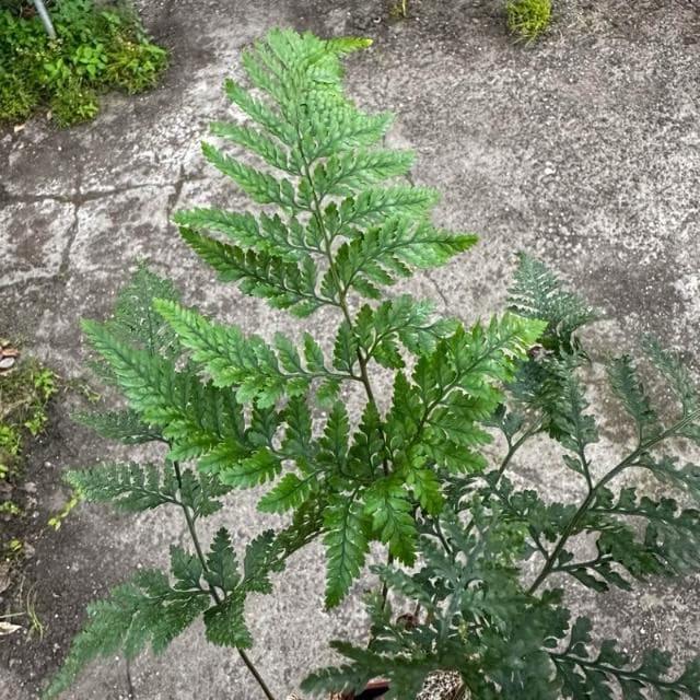 《花田多肉》🌵【兔腳蕨】 3吋盆 蕨類/觀葉植物/室內植物/園藝/盆栽