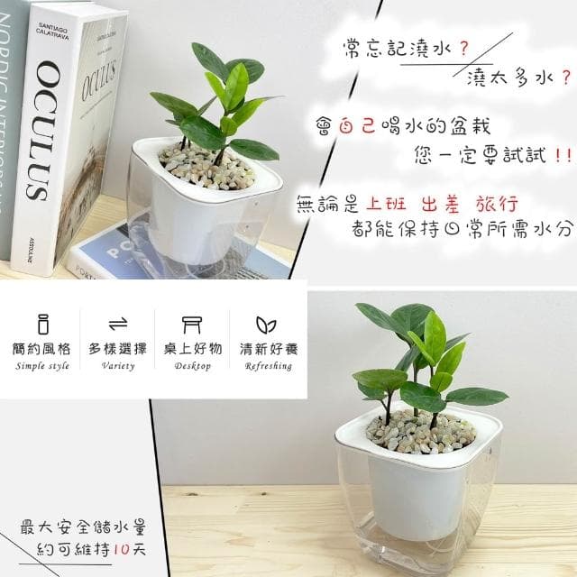 金錢樹【現貨】4吋透明免澆水盆栽 懶人盆栽 觀葉植物 室內植物 自動吸水 創意花盆 居家辦公盆花