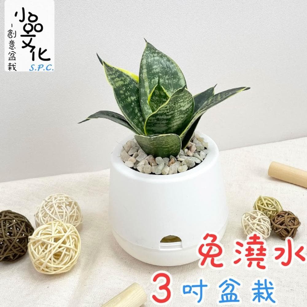 虎紋金邊虎尾蘭【現貨】3吋雪胖盆 懶人盆栽 加水更方便 觀葉植物 室內植物 自動吸水 水培 創意花盆
