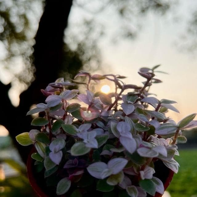 《花田多肉》🌵【胭脂雲】多肉植物/婚禮小物/仙人掌/療癒小物/觀葉植物/空氣鳳梨/盆栽