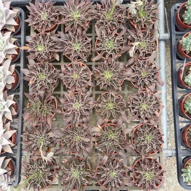 《花田多肉》🌵【太陽神劍】3吋盆 多肉植物/多肉/景天科/戶外植物盆栽