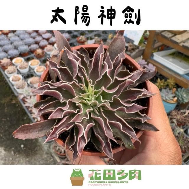 《花田多肉》🌵【太陽神劍】3吋盆 多肉植物/多肉/景天科/戶外植物盆栽