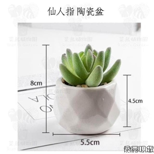 沐晨植物園|仿真植物 仿真多肉 盆栽裝飾 小盆栽假植物 假盆栽 辦公室盆栽 迷你盆栽 仿真盆栽 仿真植物盆栽 居家裝飾