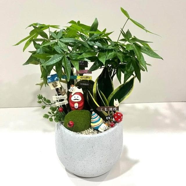 |組合盆栽|發財樹 C款(附底盤)/觀葉植物/水泥盆盆栽/居家美化/開幕盆栽/宅配到府