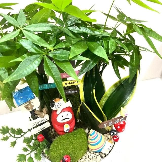 |組合盆栽|發財樹 C款(附底盤)/觀葉植物/水泥盆盆栽/居家美化/開幕盆栽/宅配到府