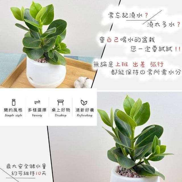 書帶木【現貨】3吋雪胖免澆水盆栽 室內植物 辦公室盆栽 懶人盆栽 水培植物 水培盆栽 植栽