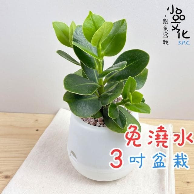 書帶木【現貨】3吋雪胖免澆水盆栽 室內植物 辦公室盆栽 懶人盆栽 水培植物 水培盆栽 植栽