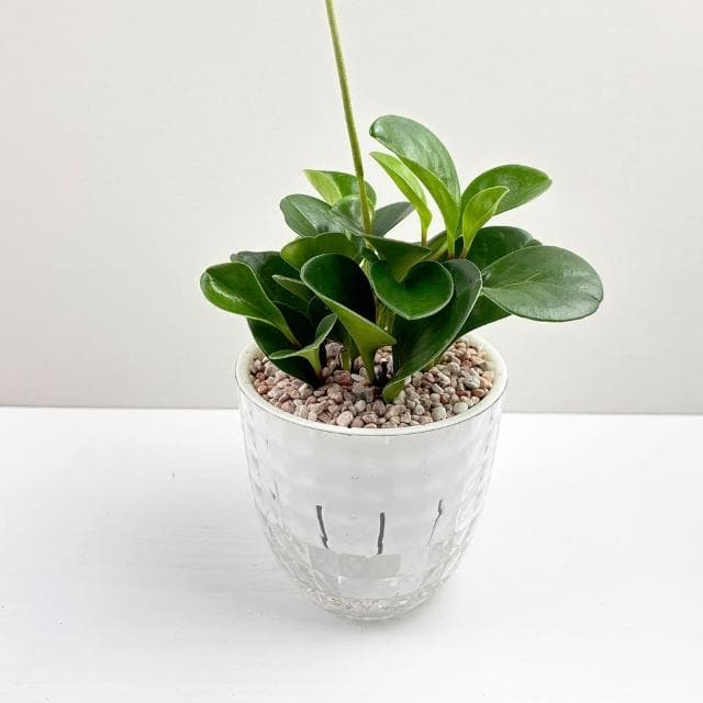 圓葉椒草【現貨】4吋鑽石免澆水盆栽 室內植物 室內盆栽 懶人盆栽 水培植物 水培盆栽 室內盆栽 觀葉植物