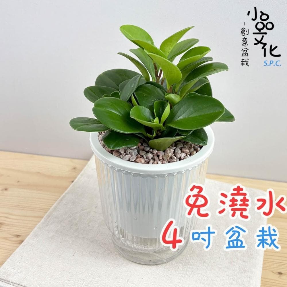 圓葉椒草【現貨】4吋透明條紋免澆水盆栽 室內植物 室內盆栽 懶人盆栽 水培植物 水培盆栽 室內盆栽 觀葉植物