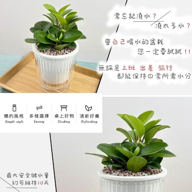 圓葉椒草【現貨】4吋透明條紋免澆水盆栽 室內植物 室內盆栽 懶人盆栽 水培植物 水培盆栽 室內盆栽 觀葉植物