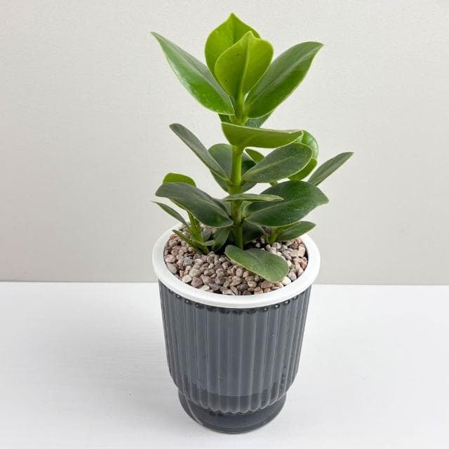 書帶木【現貨】4吋透明條紋免澆水盆栽 室內植物 室內盆栽 懶人盆栽 水培植物 水培盆栽 室內盆栽 觀葉植物