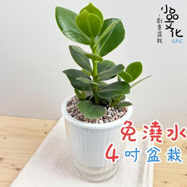 書帶木【現貨】4吋透明條紋免澆水盆栽 室內植物 室內盆栽 懶人盆栽 水培植物 水培盆栽 室內盆栽 觀葉植物